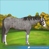 Horse Color:Liver Red Roan Splash Varnish