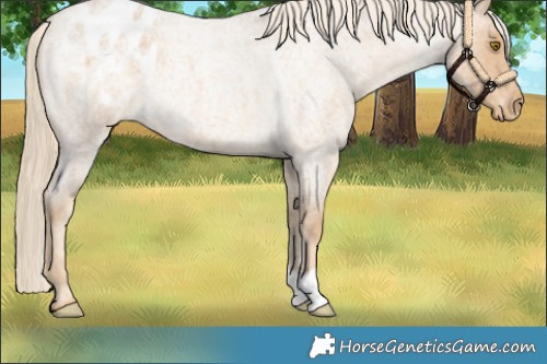 Horse Color:Palomino Roan Blanket 