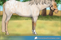 Horse Color:Palomino Roan Appaloosa 