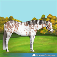 Horse Color:Bay Sabino Splash Appaloosa