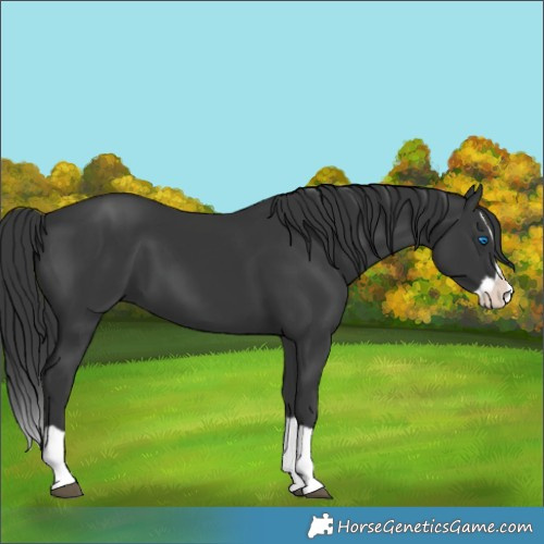 Horse Color:Black Splash