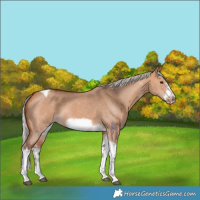 Horse Color:Silver Bay Dun Sabino Tobiano Frame Rabicano