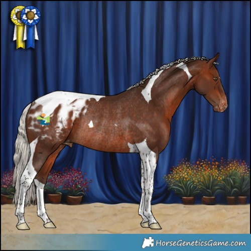 Horse Color:Silver Brown Tobiano Appaloosa Rabicano 