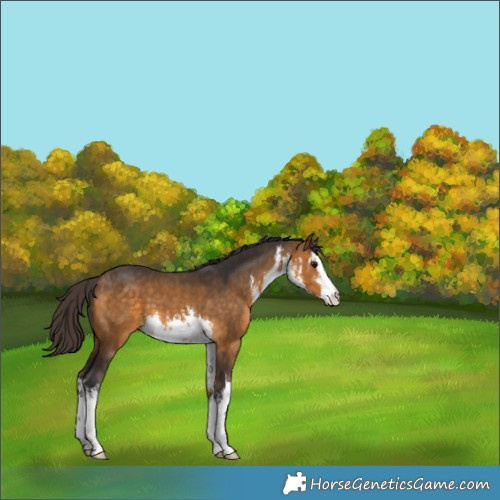 Horse Color:White Spotted Buckskin 