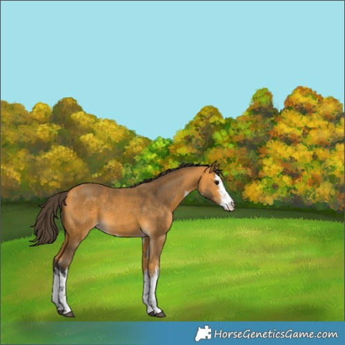 Horse Color:White Spotted Buckskin 