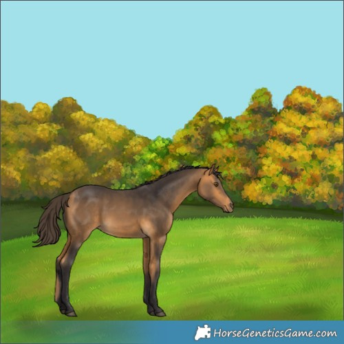 Horse Color:White Spotted Buckskin 