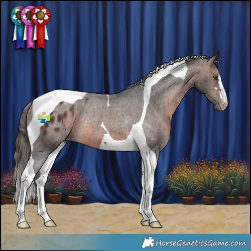 Horse Color:Brown Tobiano Appaloosa Rabicano 