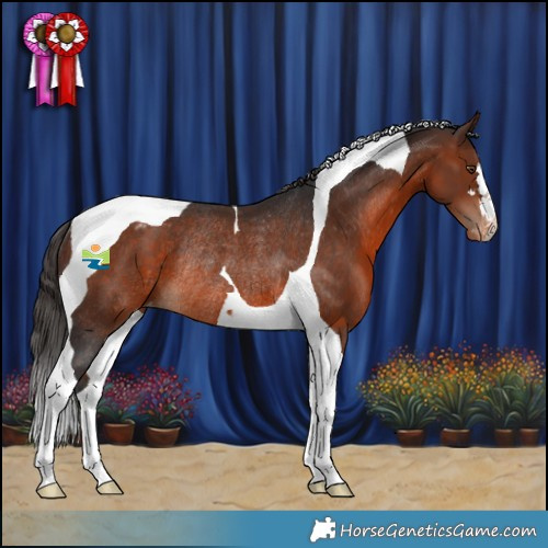 Horse Color:Brown Tobiano Appaloosa Rabicano 