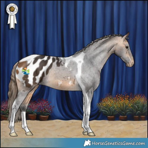 Horse Color:Buckskin Tobiano Appaloosa 