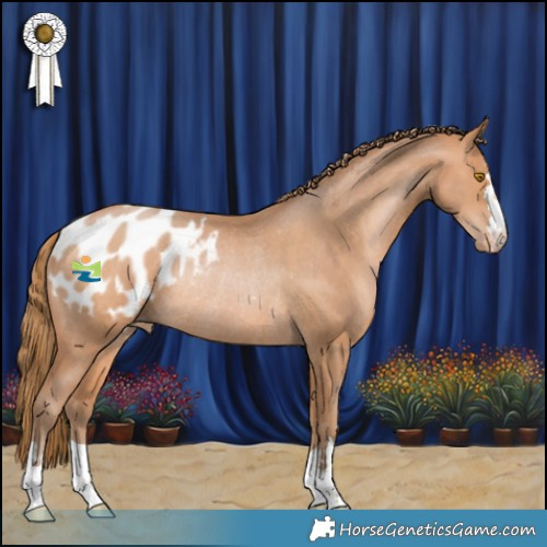 Horse Color:Bay Pearl Appaloosa Rabicano 