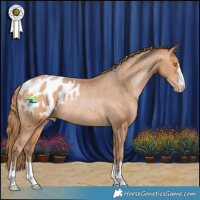 Horse Color:Bay Pearl Appaloosa Rabicano 