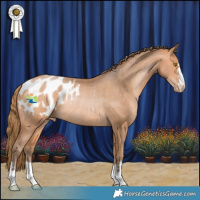 Horse Color:Bay Pearl Appaloosa Rabicano 