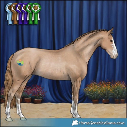 Horse Color:Black Pearl Appaloosa Rabicano 