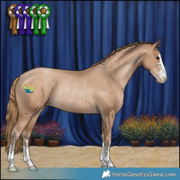 Horse Color:Black Pearl Appaloosa Rabicano 