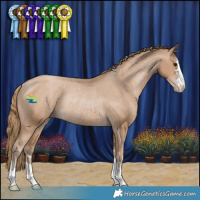 Horse Color:Black Pearl Appaloosa Rabicano