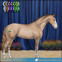 Horse Color:Black Pearl Appaloosa Rabicano 