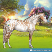 Horse Color:Gray Palomino Pearl Appaloosa Rabicano 