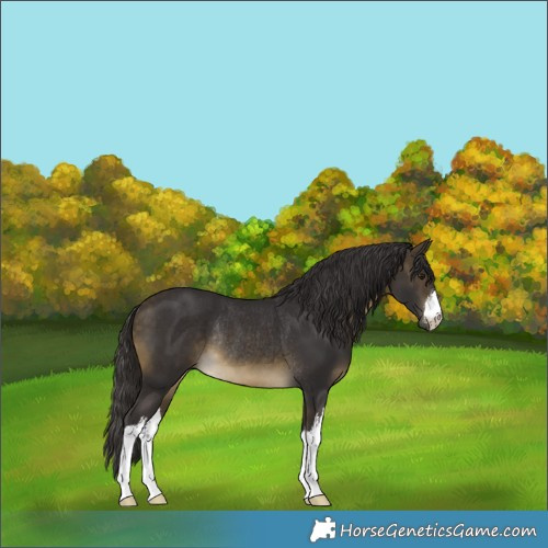 Horse Color:White Spotted Buckskin Rabicano 