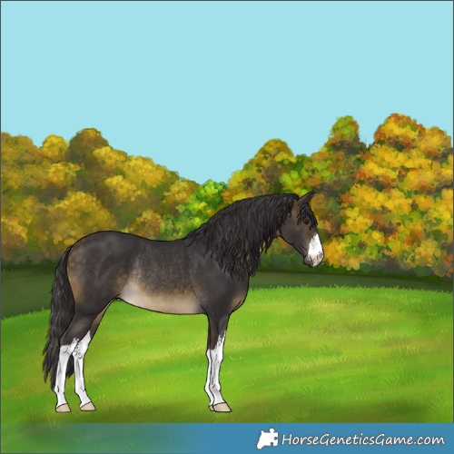 Horse Color:White Spotted Buckskin Rabicano 