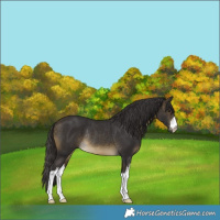 Horse Color:White Spotted Buckskin Rabicano 