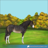Horse Color:White Spotted Buckskin Rabicano 