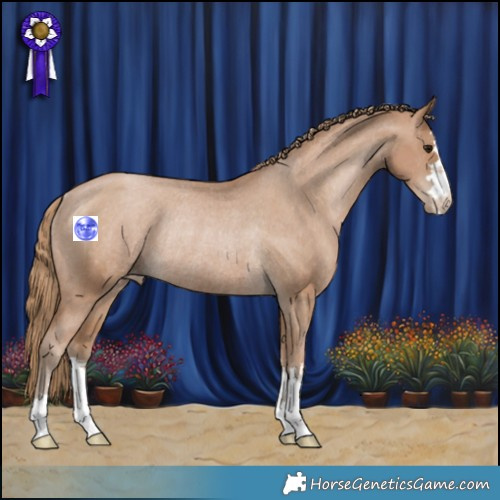 Horse Color:Black Pearl Appaloosa Rabicano 