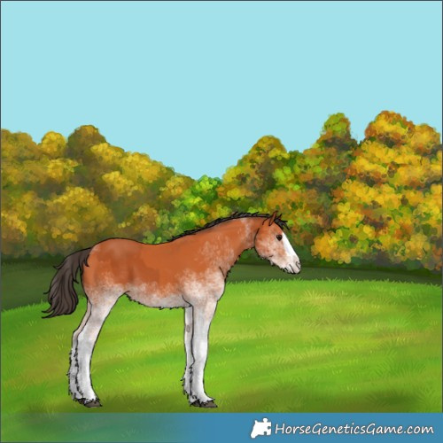 Horse Color:White Spotted Bay Splash and White Spotted Bay Splash