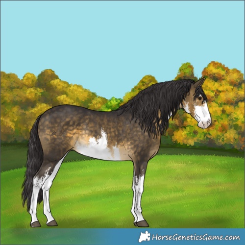Horse Color:White Spotted Buckskin Rabicano 