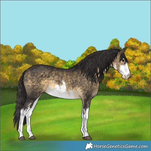 Horse Color:White Spotted Buckskin Rabicano 