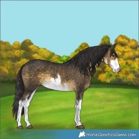 Horse Color:White Spotted Buckskin Rabicano 