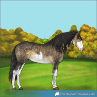 Horse Color:White Spotted Buckskin Rabicano 