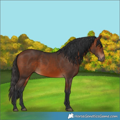 Horse Color:Bay 