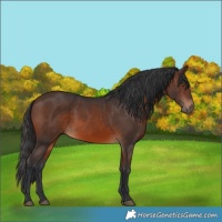 Horse Color:Bay 