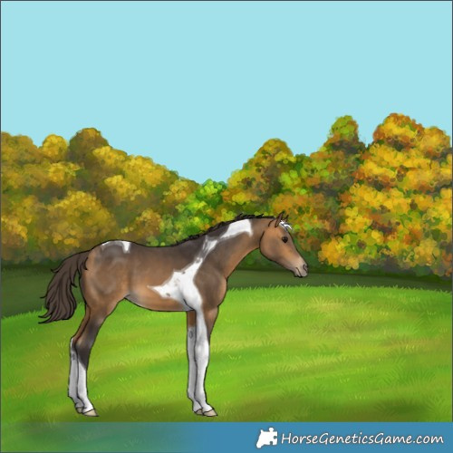 Horse Color:Buckskin Tobiano 