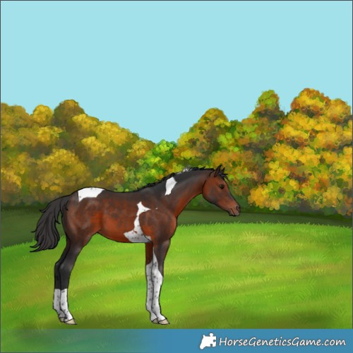 Horse Color:Brown Tobiano 
