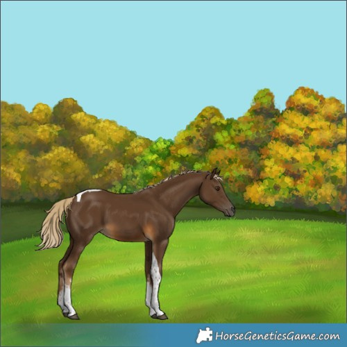 Horse Color:White Spotted Chocolate Palomino Tobiano 