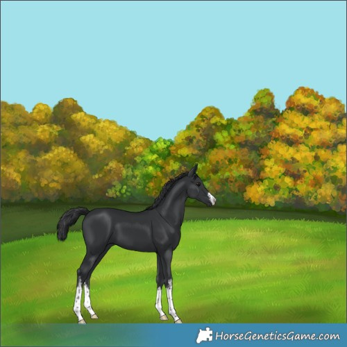 Horse Color:White Spotted Black 