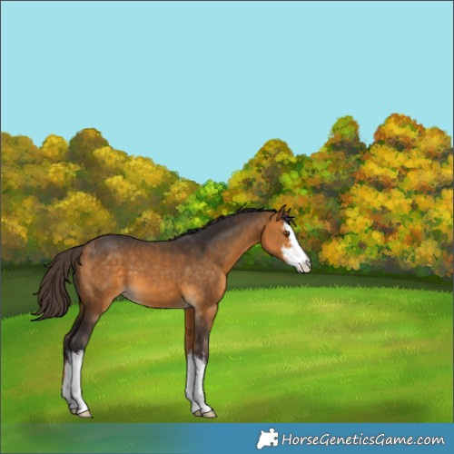 Horse Color:White Spotted Buckskin 