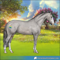 Horse Color:White Spotted Brown Dun Appaloosa 