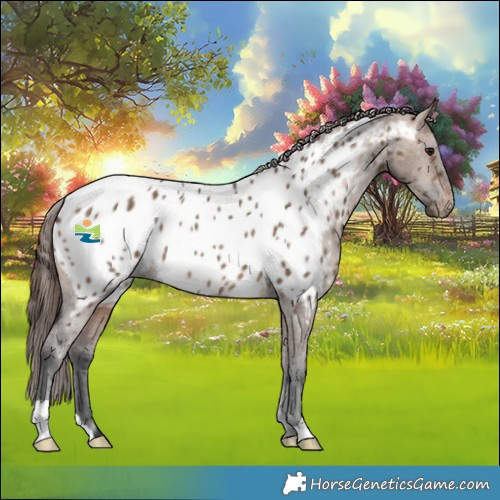 Horse Color:Brown Dun Near Leopard 