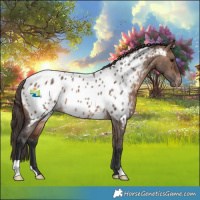 Horse Color:Brown Dun Appaloosa