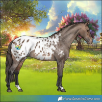 Horse Color:Bay Dun Blanket 