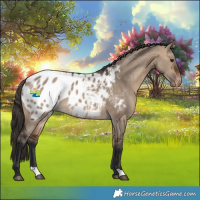 Horse Color:Bay Dun Appaloosa 