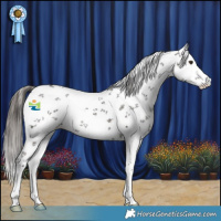 Horse Color:White Spotted Liver Chestnut Sabino