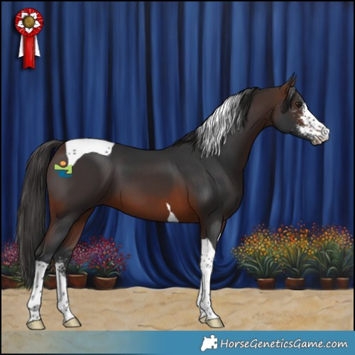 Horse Color:Brown Sabino Tobiano 