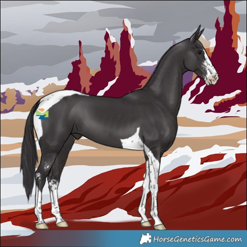 Horse Color:Smoky Black Sabino Tobiano 