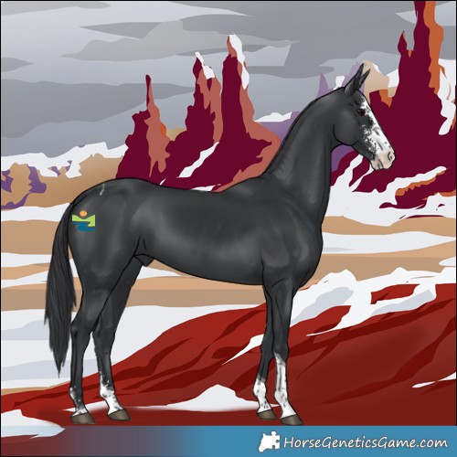 Horse Color:Black Sabino Tobiano 