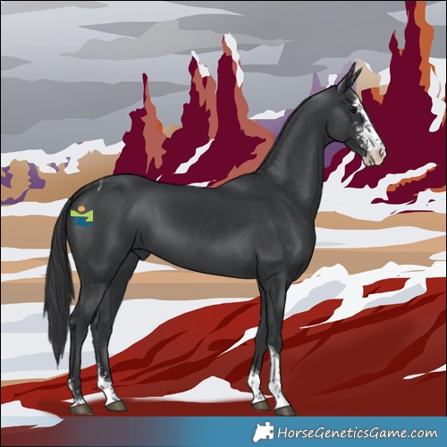 Horse Color:Black Sabino Tobiano 