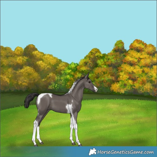 Horse Color:White Spotted Smoky Grullo Tobiano