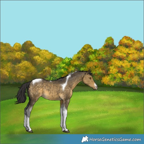 Horse Color:White Spotted Buckskin Dun Tobiano 